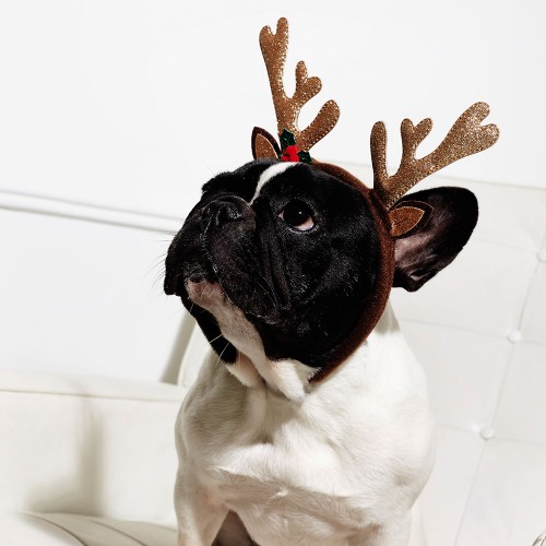 Christmas Gift Guide: For Pets